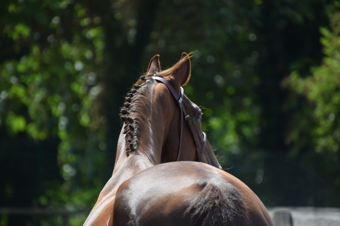 Cheval aux crins tressés